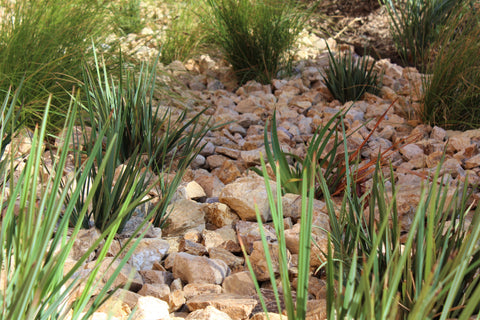 Reasons Why You Should Consider Drought-Tolerant Landscaping