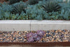 Sonora Shine pebble as ground cover