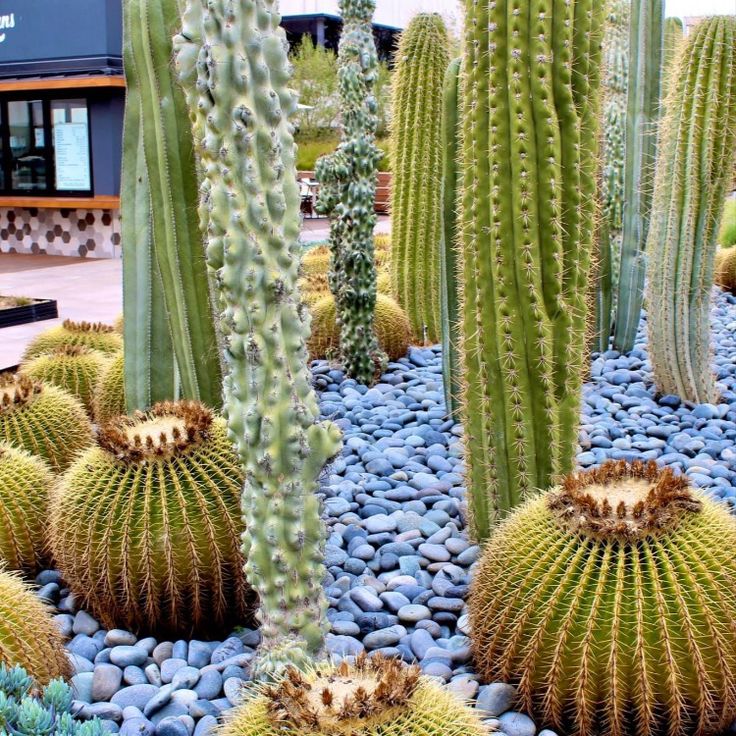 Blue Decorative Stones among cacti