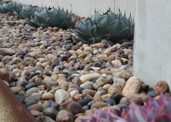 Sonora Shine Decorative Stones in ground cover