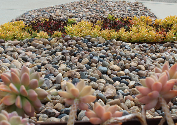 Sonora Shine rocks as ground cover with succulents